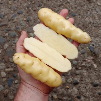 Tubers of the potato (Solanum tuberosum) variety 'Ozette'
