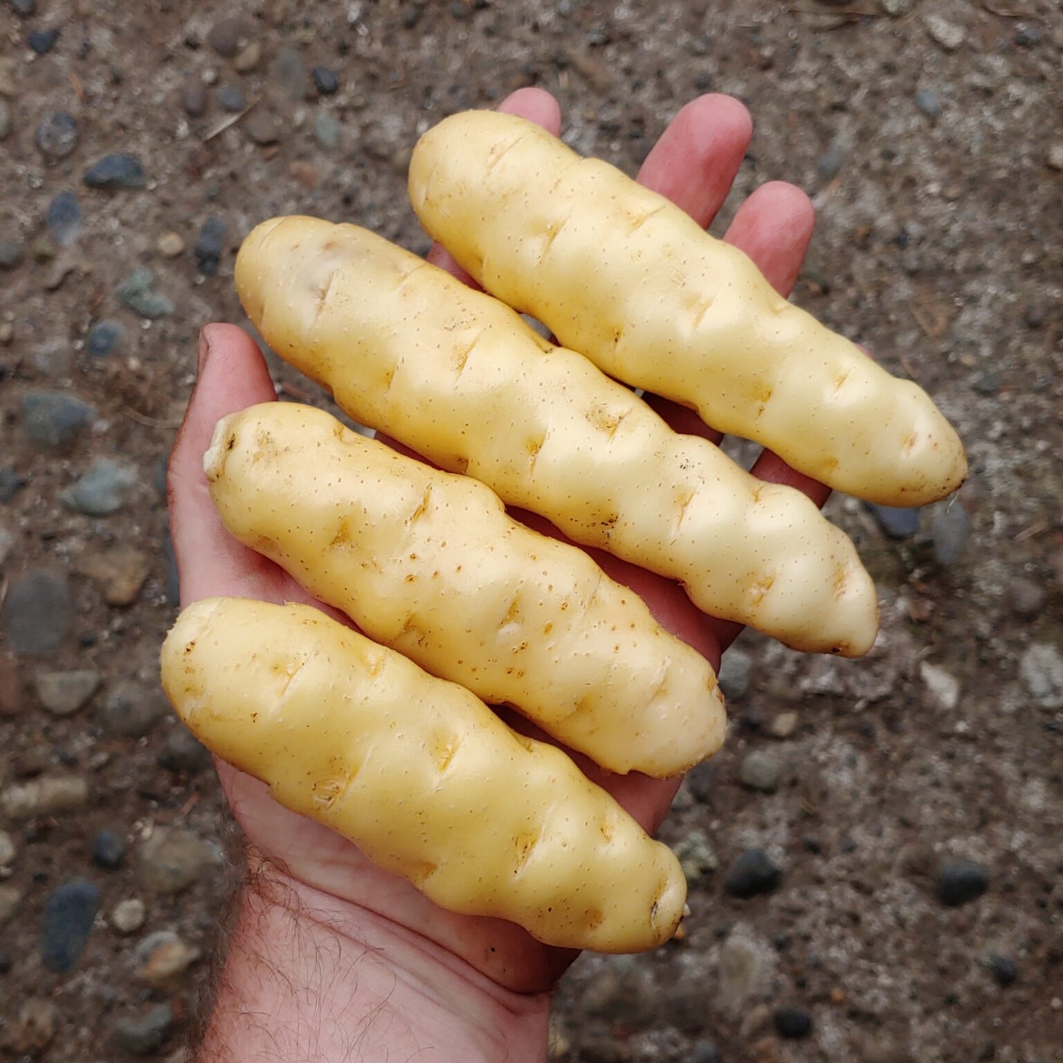 Tubers of the potato (Solanum tuberosum) variety 'Ozette'