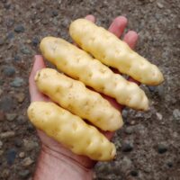 Tubers of the potato (Solanum tuberosum) variety 'Ozette'