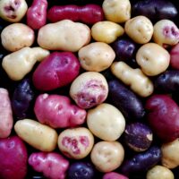 Seedlings of the Cultivariable original potato variety 'Rozette'