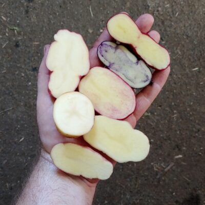 Seedlings of the Cultivariable original potato variety 'Rozette'