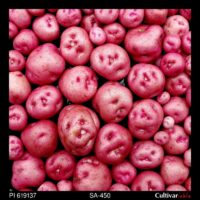 Tubers of the USDA potato accession PI 619137
