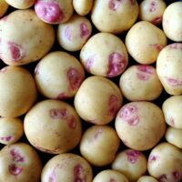 Tubers of the potato (Solanum tuberosum) variety 'Yungay'