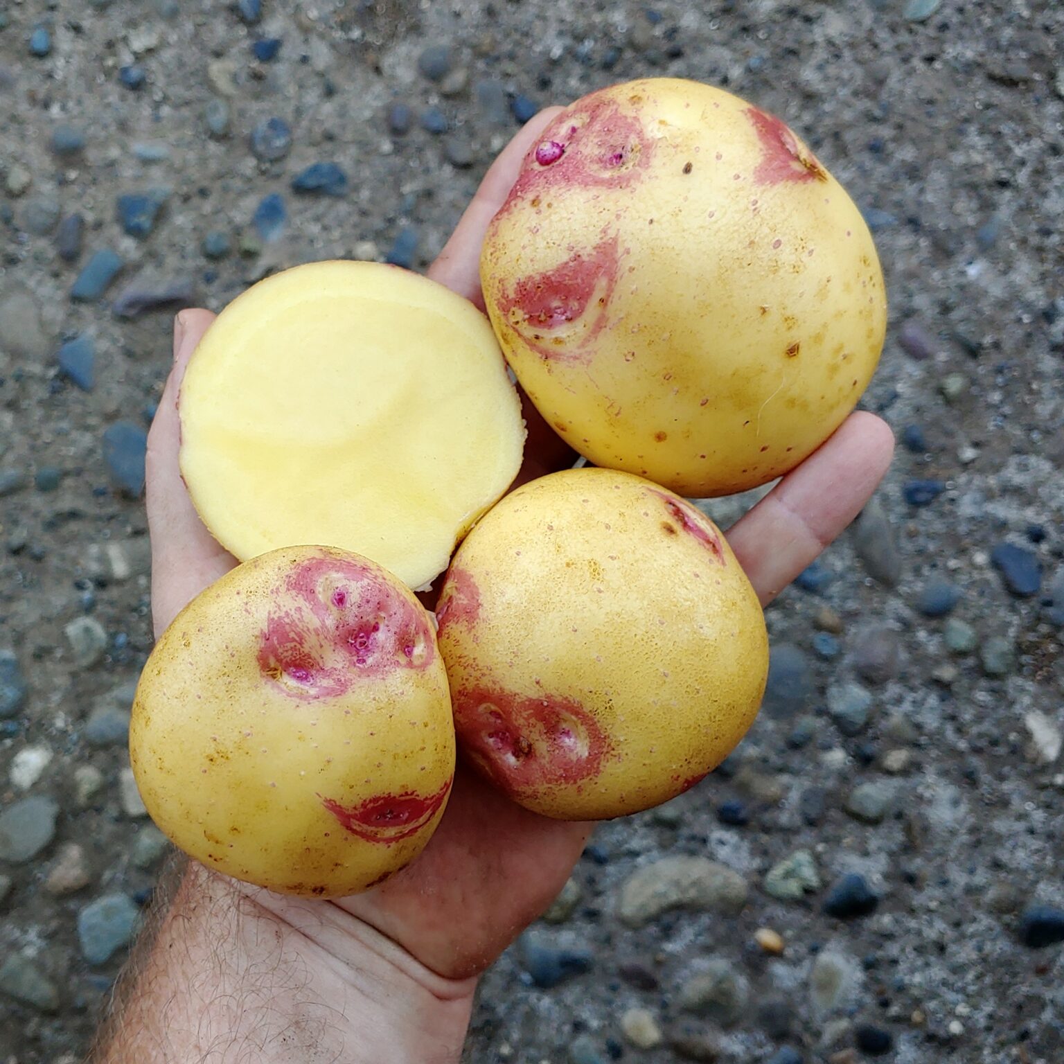 Tubers of the potato (Solanum tuberosum) variety 'Yungay'