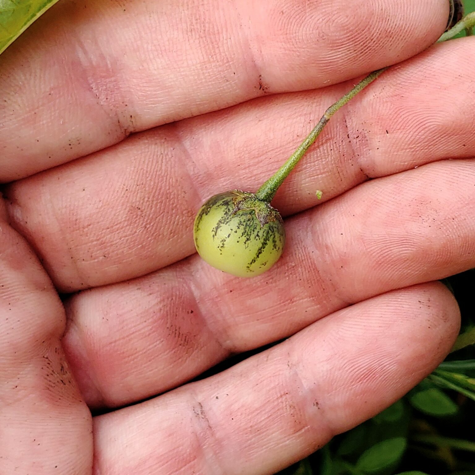 Berries of the wild potato species Solanum cardiophyllum
