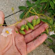 Berries of the wild potato species Solanum colombianum