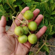 Berries of the wild potato species Solanum dolichocremastrum