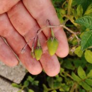 Berries of the wild potato species Solanum garcia-barrigae
