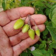 Berries of the wild potato species Solanum garcia-barrigae