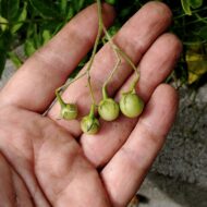 Berries of the wild potato species Solanum jamesii