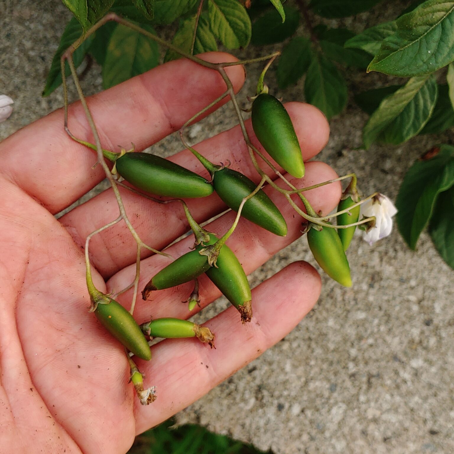 Berries of the wild potato species Solanum longiconicum