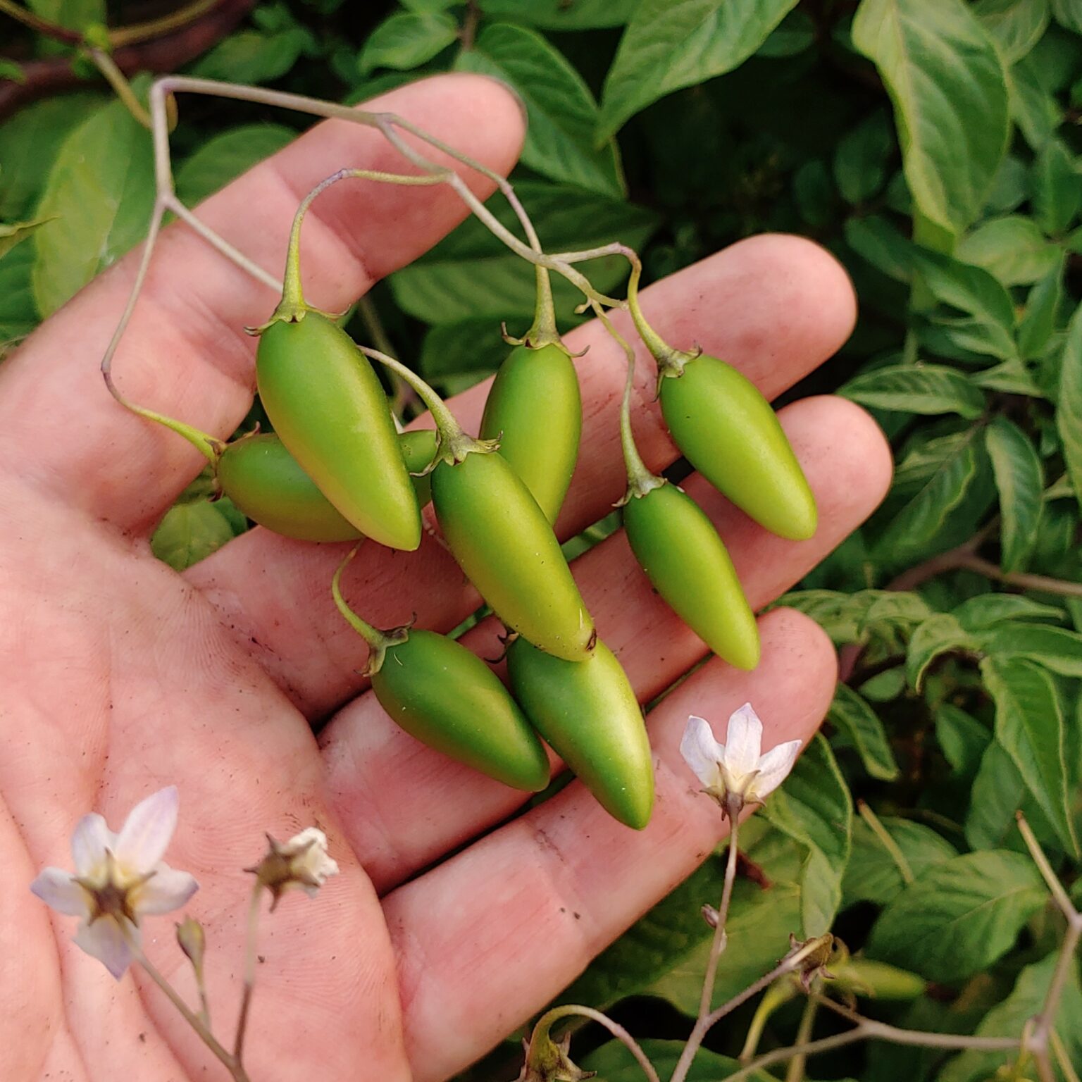 Berries of the wild potato species Solanum longiconicum