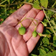 Berries of the wild potato species Solanum neocardenasii