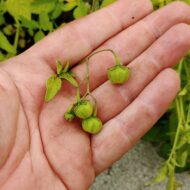 Berries of the wild potato species Solanum x sambucinum