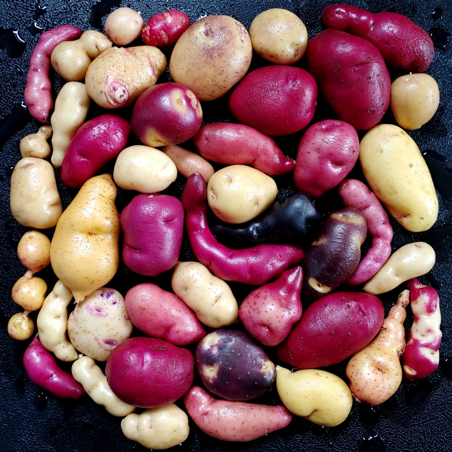 Seedlings of the Cultivariable original potato variety 'Calawah'
