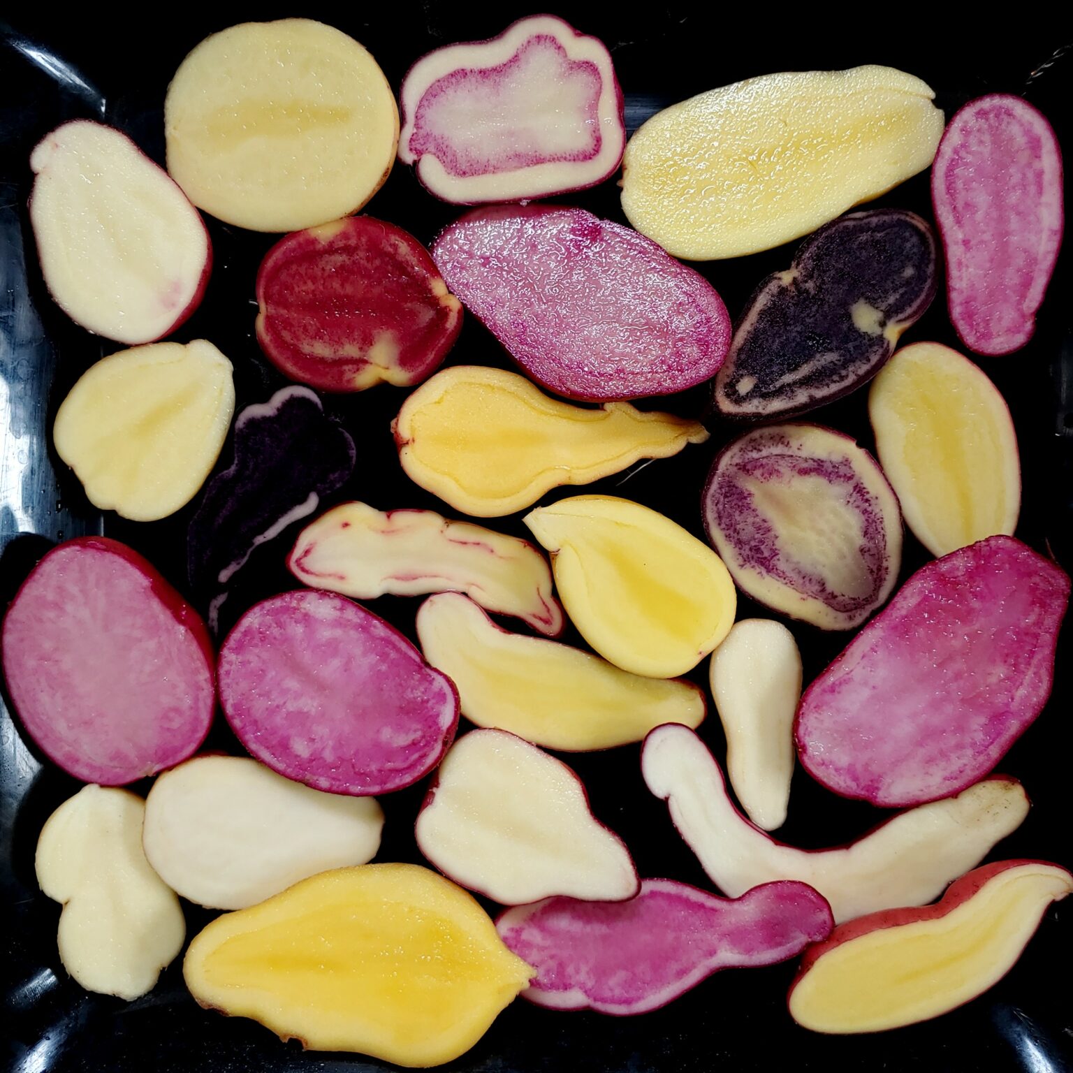 Seedlings of the Cultivariable original potato variety 'Calawah'