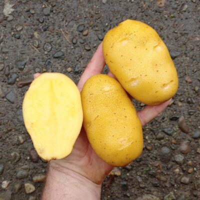 Tubers of the potato (Solanum tuberosum) variety 'German Butterball'