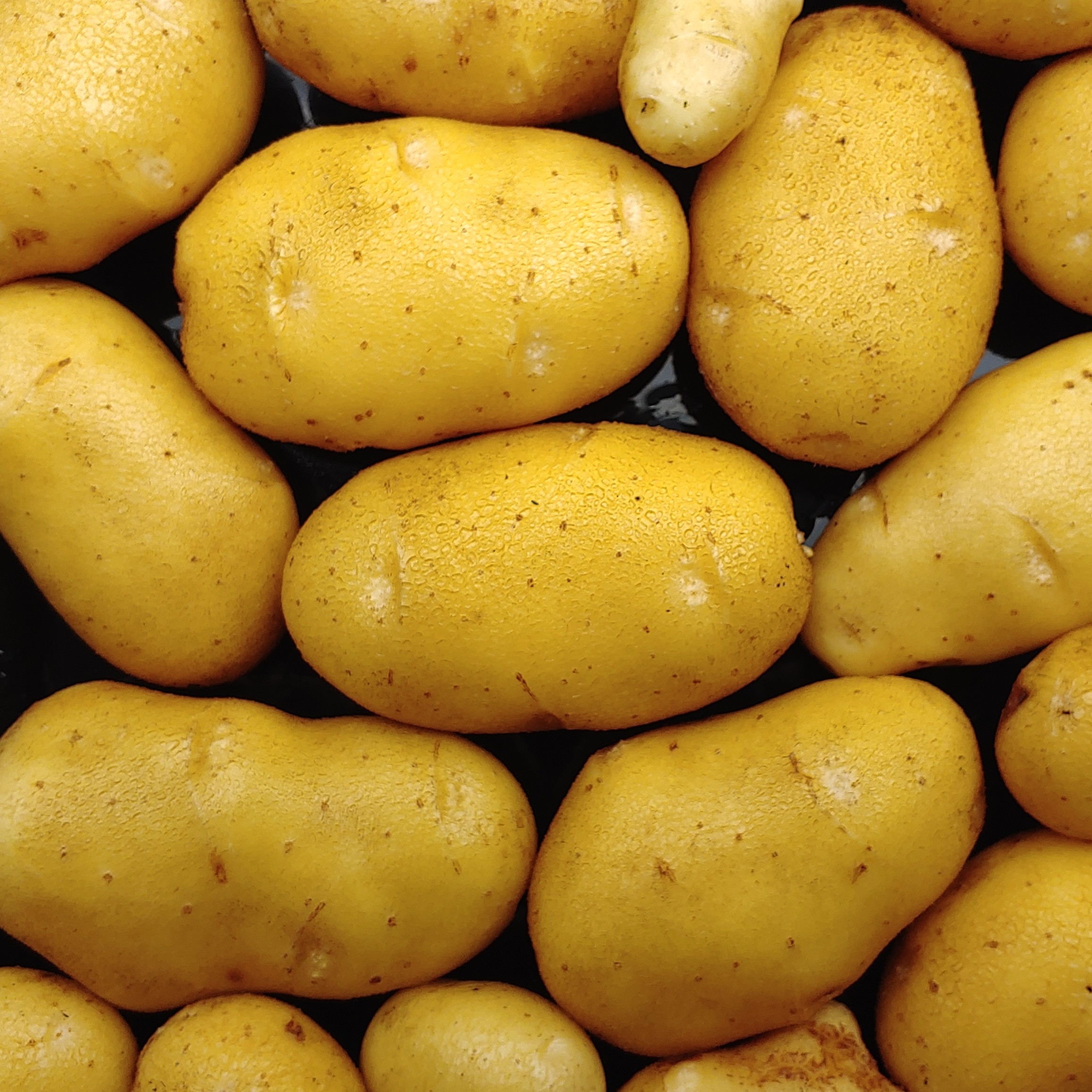 types of potatoes 
