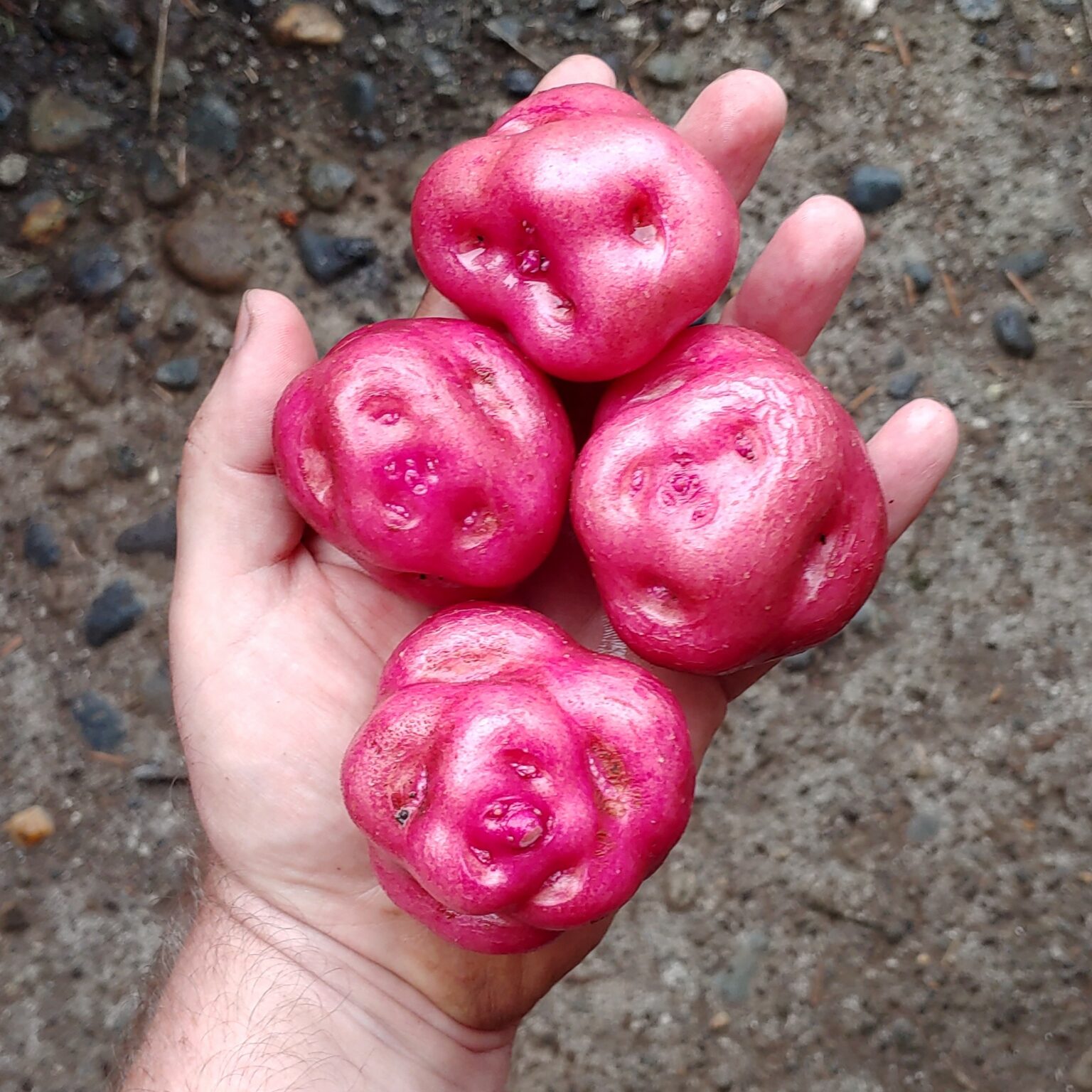 Tubers of the USDA potato accession PI 662324