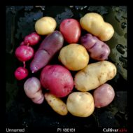 Tubers of the USDA potato accession PI 186181