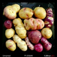 Tubers of the USDA potato accession PI 225649