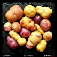 Tubers of the USDA potato accession PI 225650