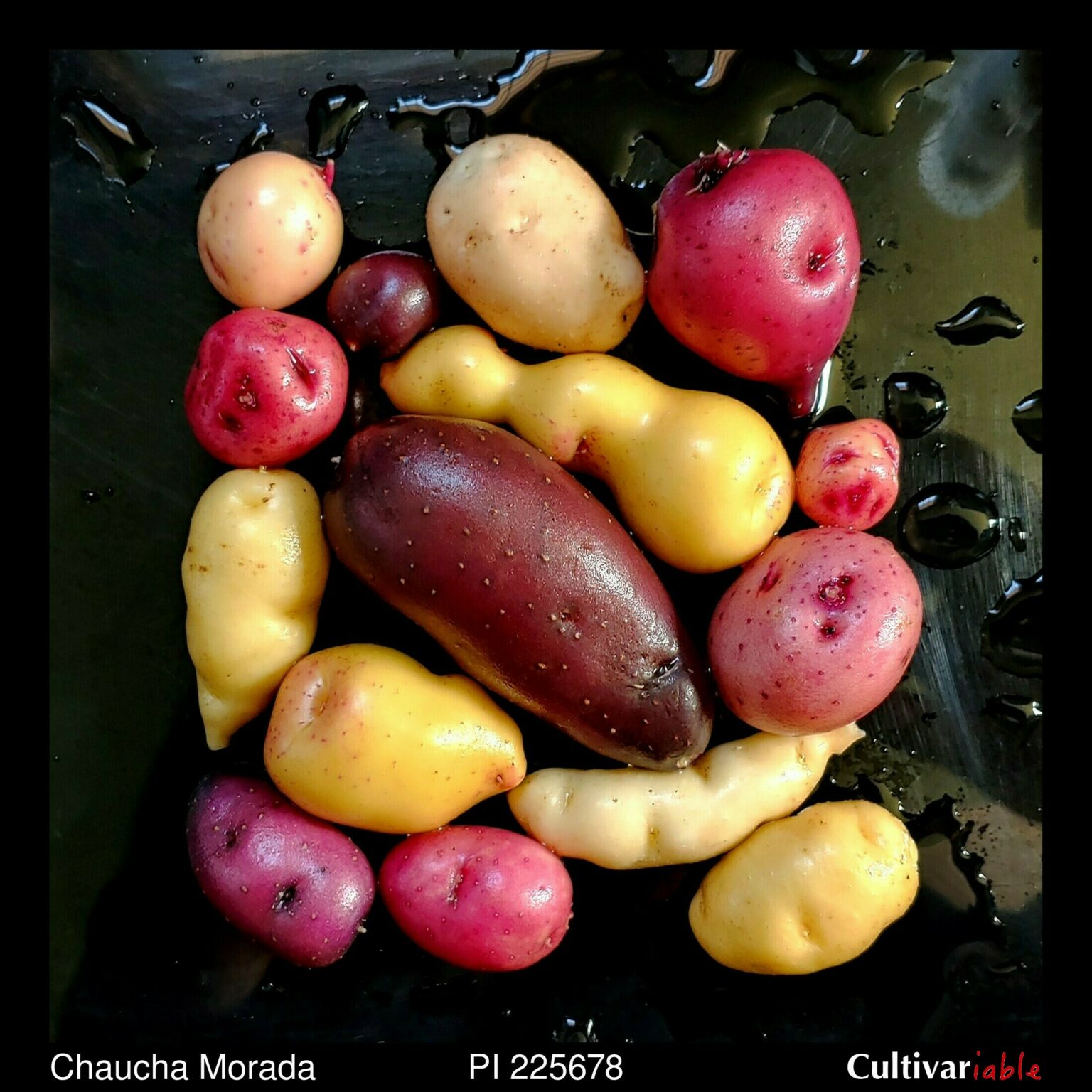 Tubers of the USDA potato accession PI 225678
