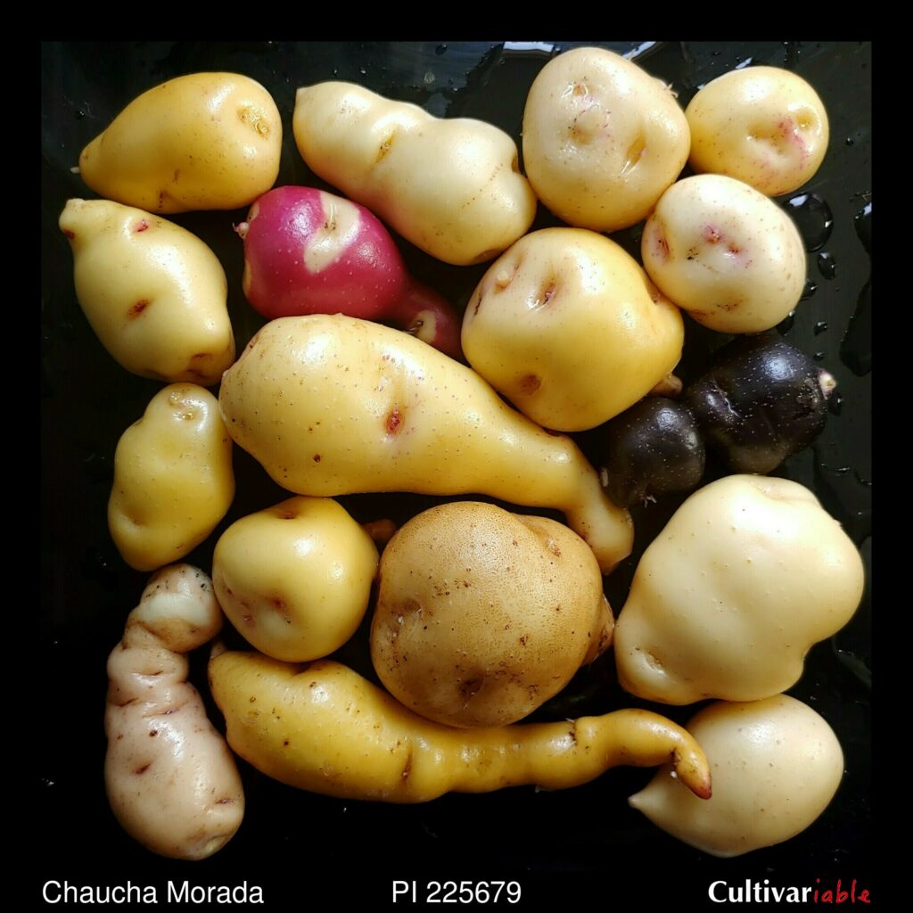 Cultivariable