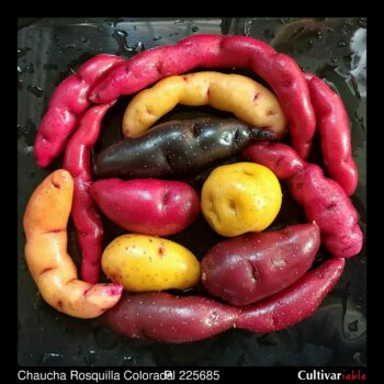 Tubers of the USDA potato accession PI 225685