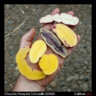 Tubers of the USDA potato accession PI 225685