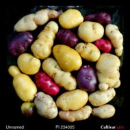 Tubers of the USDA potato accession PI 234005