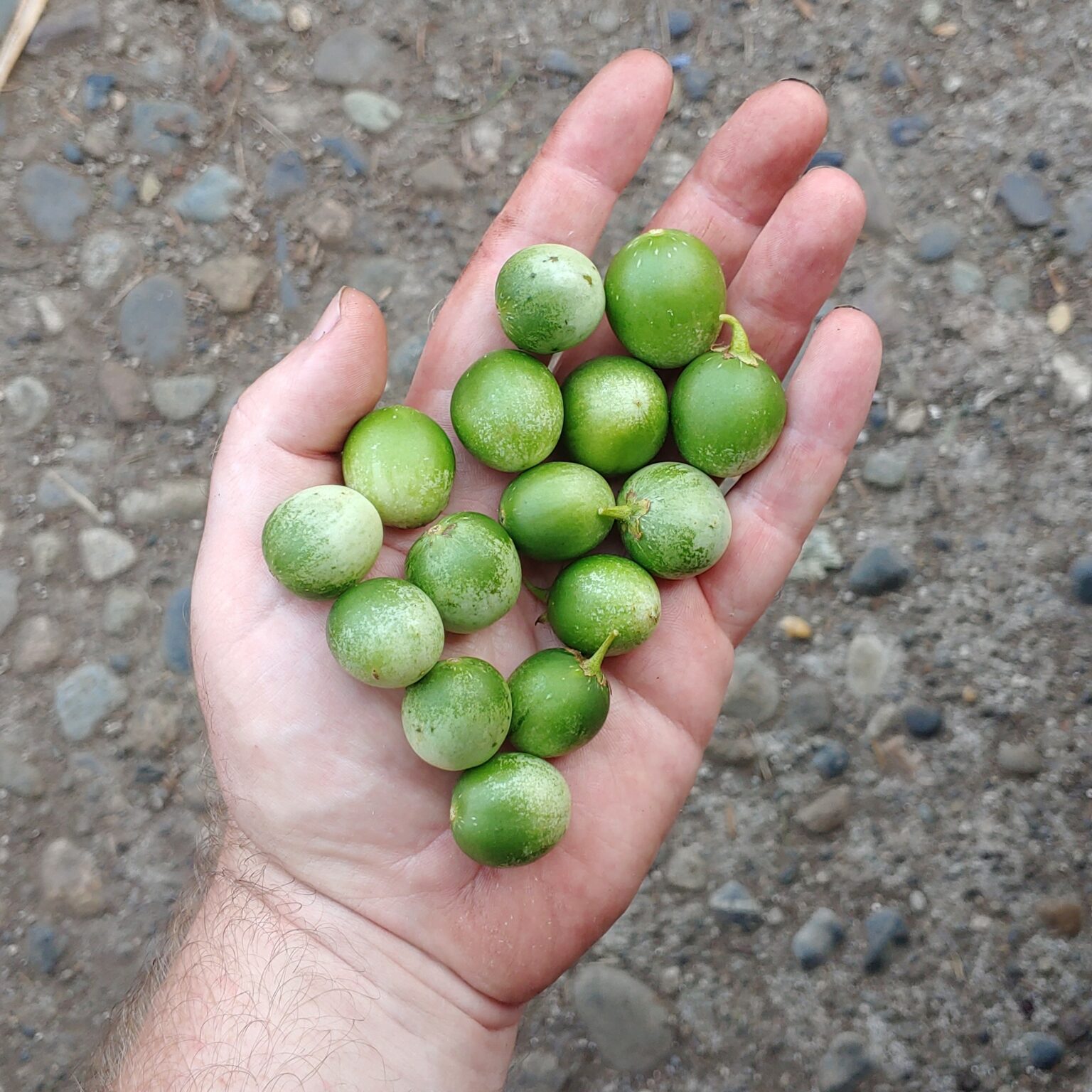 Berries of the wild potato species Solanum neocardenasii