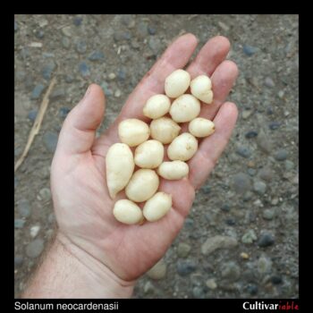 Tubers of the wild potato species Solanum neocardenasii