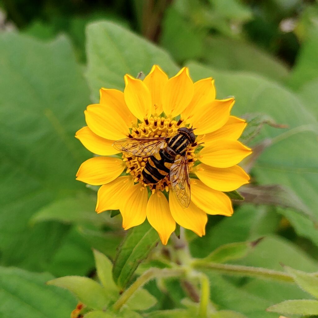 Cultivariable