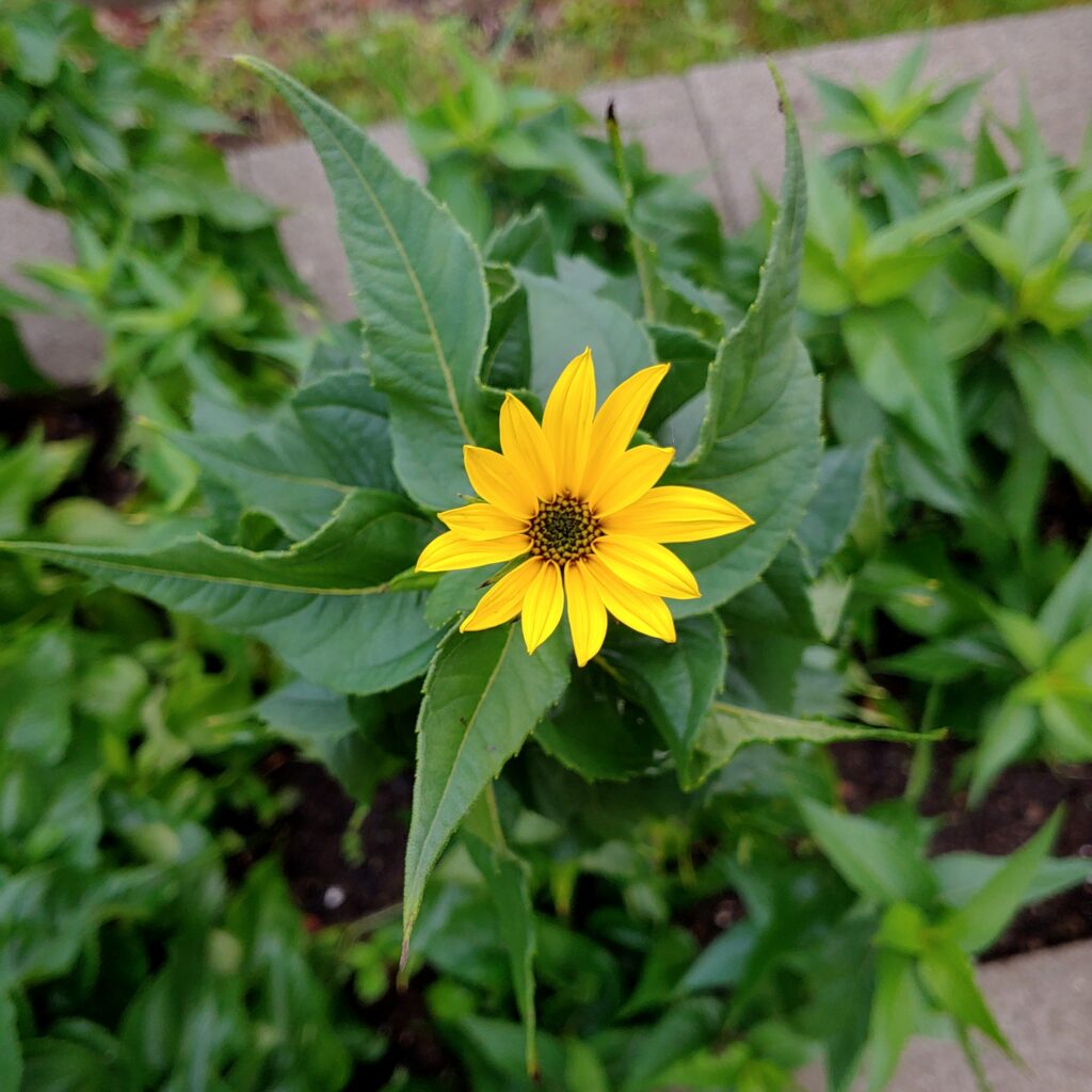 Cultivariable