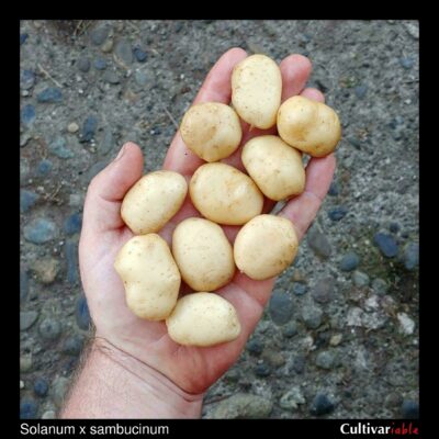 Tubers of the wild potato species Solanum x sambucinum