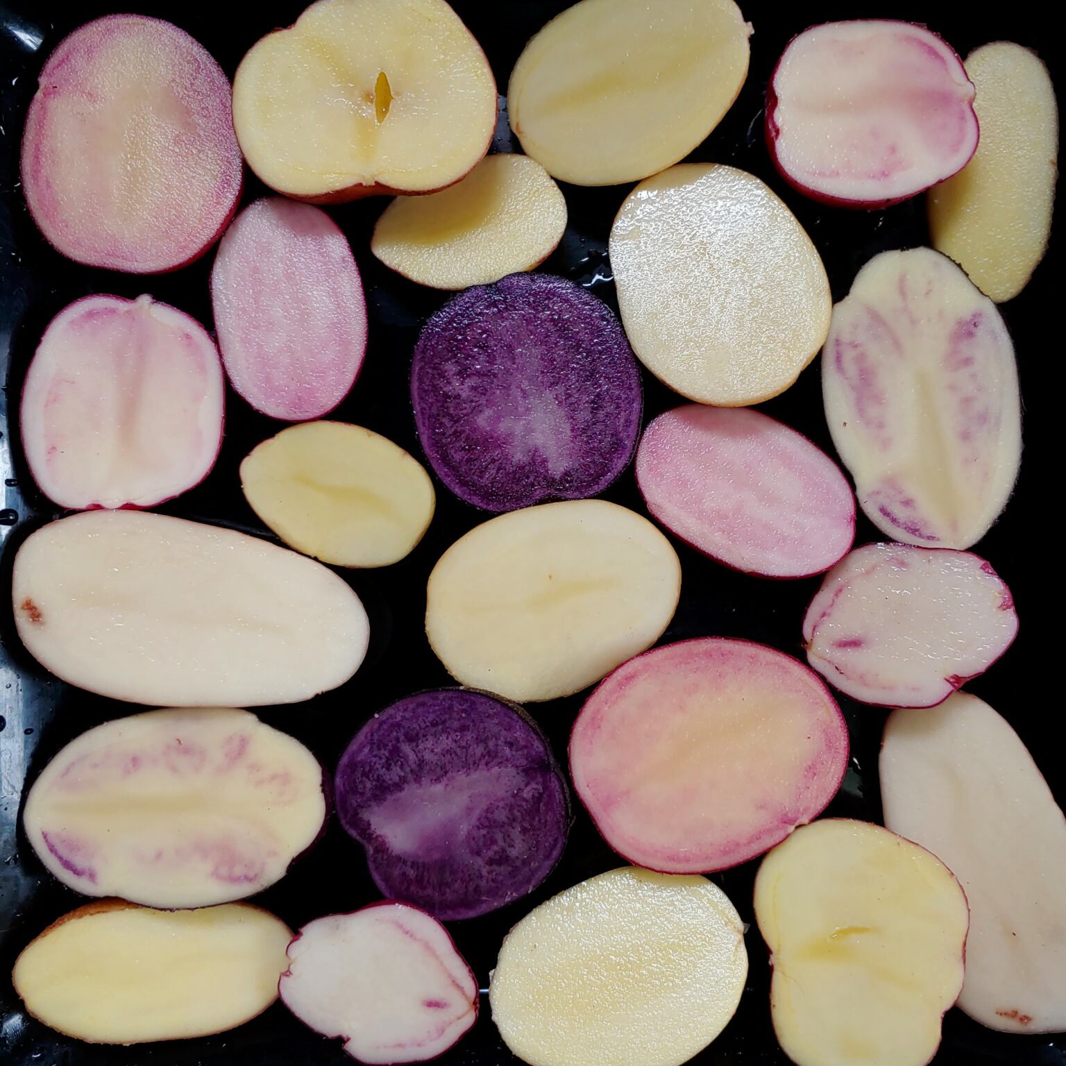 Seedlings from the Cultivariable Wide Tetraploid TPS mix