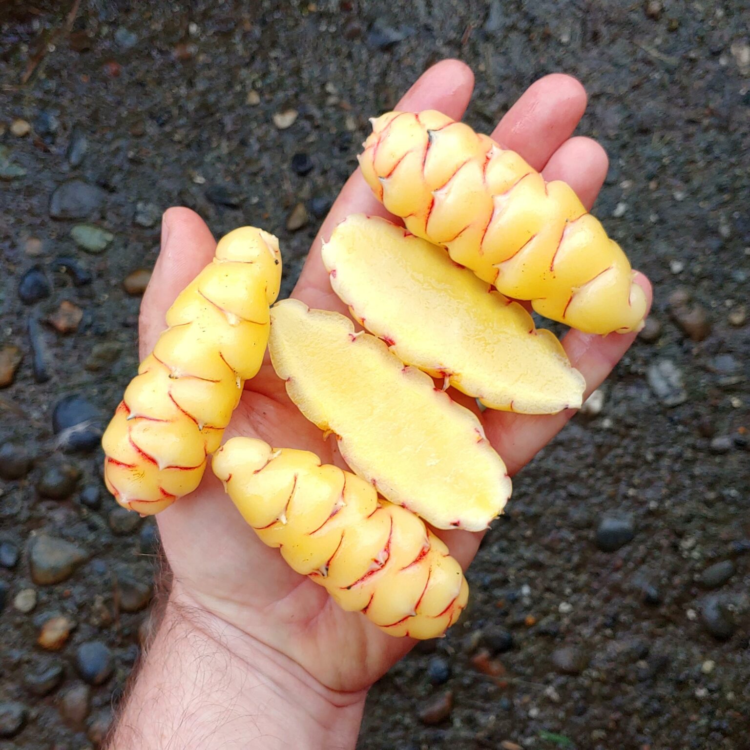 Tubers of the Cultivariable original oca (Oxalis tuberosa) variety 'Sawamish'