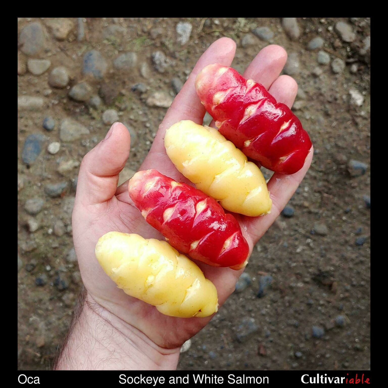 Tubers of the Cultivariable original oca varieties 'Sockeye' and 'White Salmon'