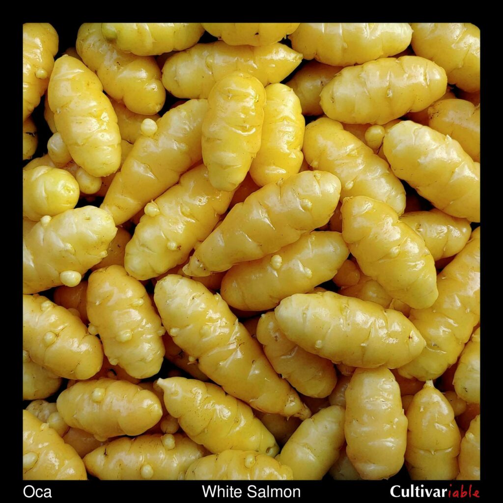 Oca, White Salmon Cultivariable