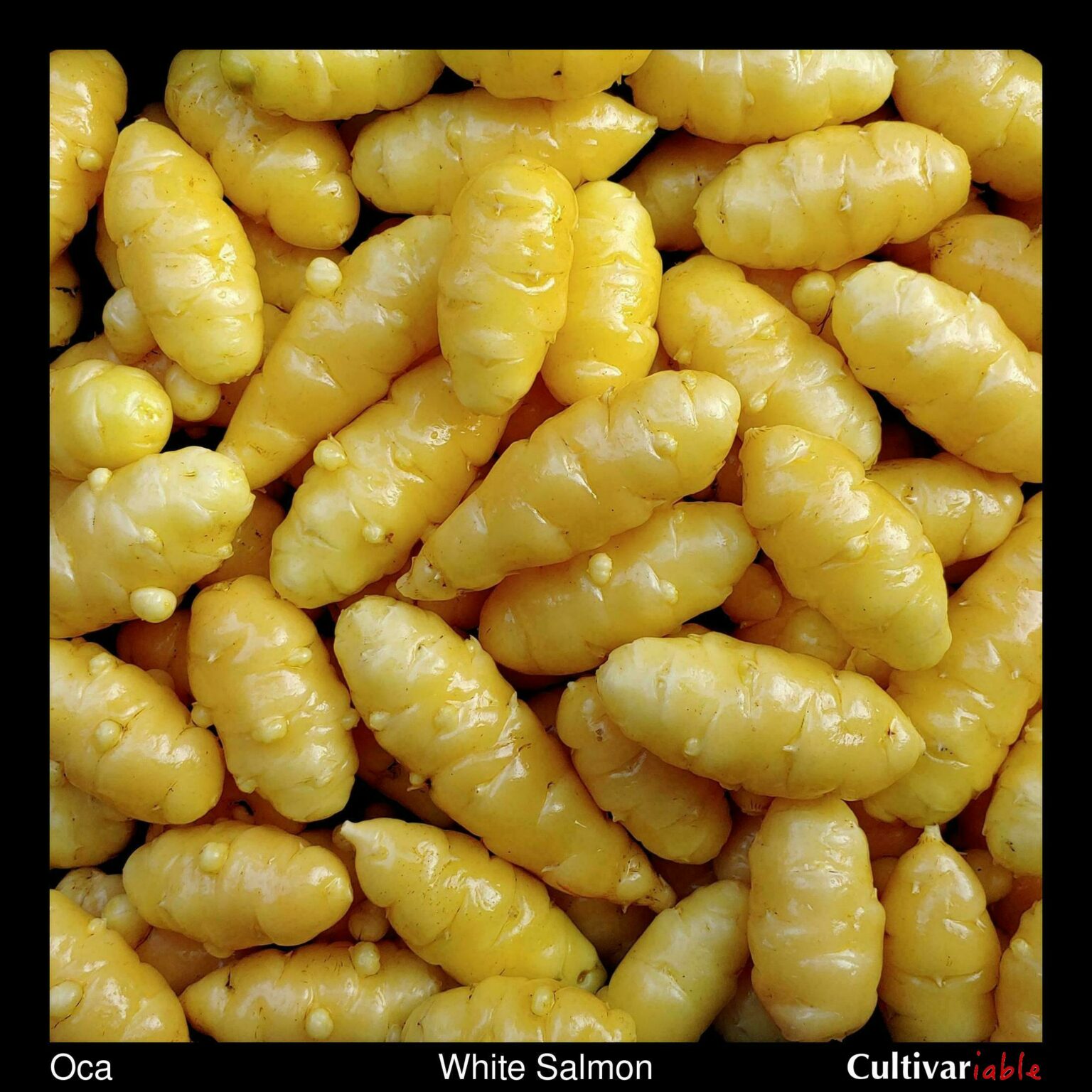 Tubers of the Cultivariable original oca (Oxalis tuberosa) variety 'White Salmon'