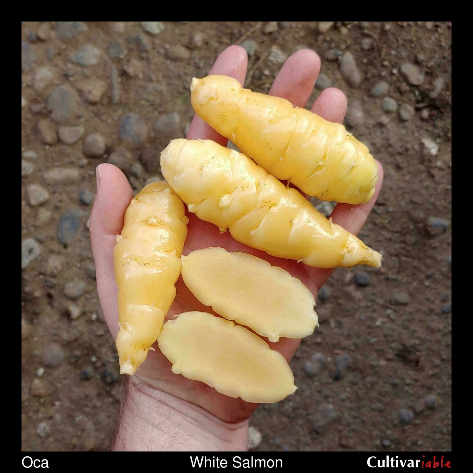Tubers of the Cultivariable original oca (Oxalis tuberosa) variety 'White Salmon'