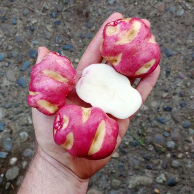 Tubers of the potato (Solanum tuberosum) variety 'SVG Champion'