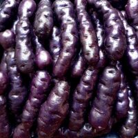 Tubers of the potato (Solanum tuberosum) variety To-le-ak