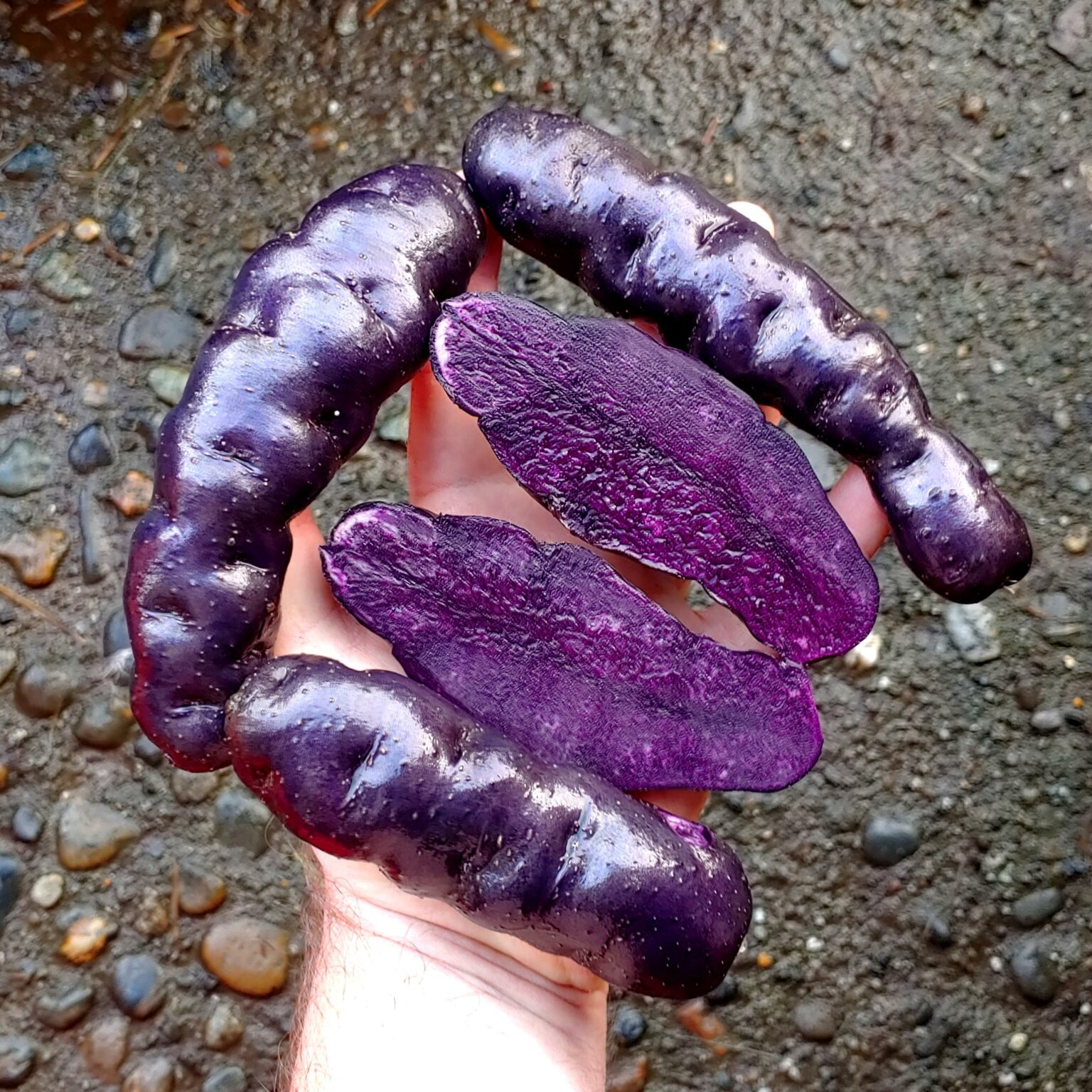 Tubers of the potato (Solanum tuberosum) variety To-le-ak