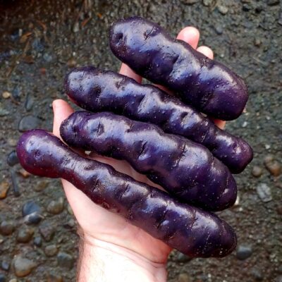 Tubers of the potato (Solanum tuberosum) variety To-le-ak