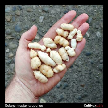 Tubers of the wild potato species Solanum cajamarquense