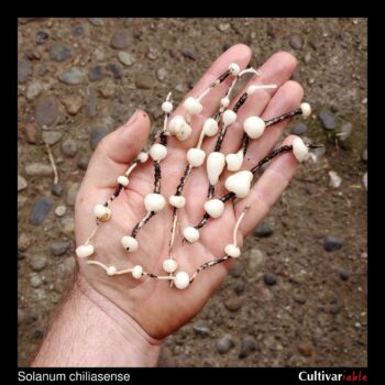 Tubers of the wild potato species Solanum chiliasense