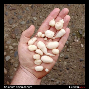 Tubers of the wild potato species Solanum chiquidenum