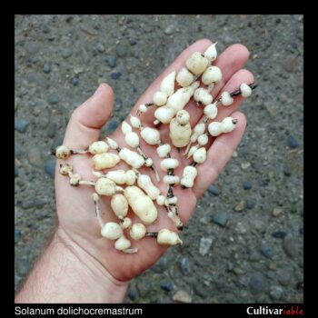 Tubers of the wild potato species Solanum dolichocremastrum